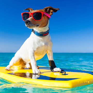 Vacanza con il tuo cane - 27.807 Appartamenti & Case per le Vacanze