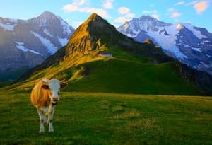 Oberland bernese