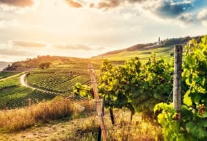 Strada del vino tedesca