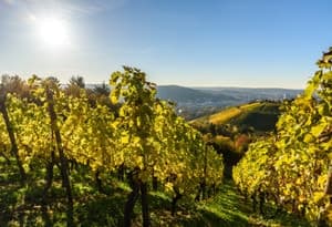 Strada del Vino del Sud