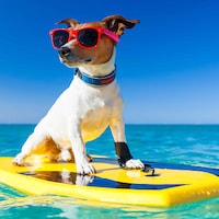 Vacanza con il tuo cane - 23.694 Appartamenti & Case per le Vacanze